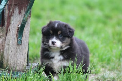 Les chiots de Berger Australien
