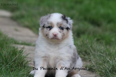Les chiots de Berger Australien