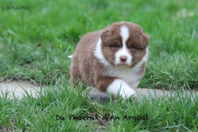 Les chiots de Berger Australien
