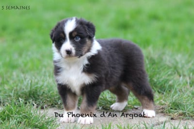 Les chiots de Berger Australien