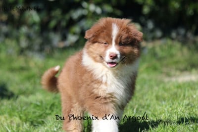 Les chiots de Berger Australien