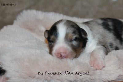 Les chiots de Berger Australien