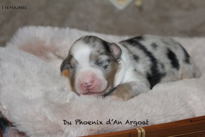 Les chiots de Berger Australien