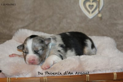 Les chiots de Berger Australien
