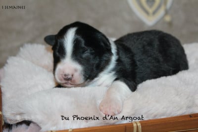 Les chiots de Berger Australien