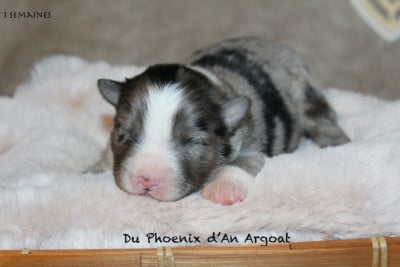 Les chiots de Berger Australien