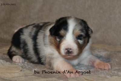 Les chiots de Berger Australien