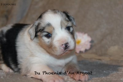 Les chiots de Berger Australien