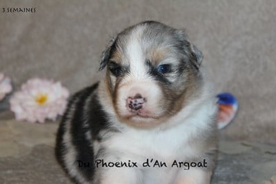 Les chiots de Berger Australien