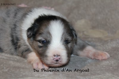 Les chiots de Berger Australien