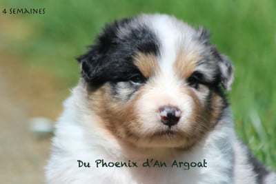 Les chiots de Berger Australien
