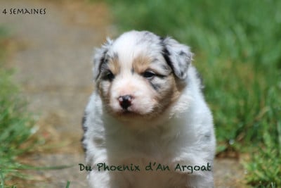 Les chiots de Berger Australien