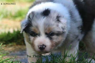 Les chiots de Berger Australien