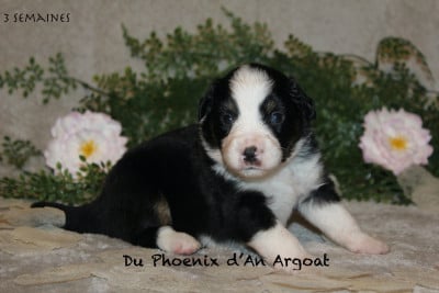 Les chiots de Berger Américain Miniature 