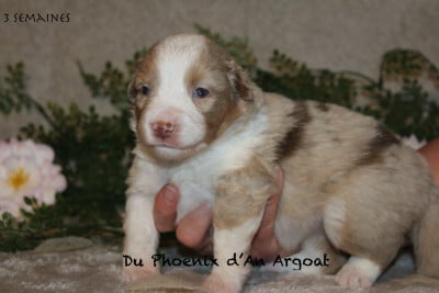 Les chiots de Berger Américain Miniature 