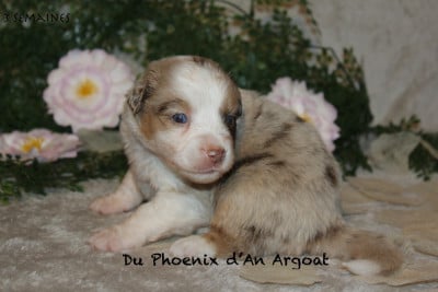 Les chiots de Berger Américain Miniature 