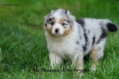 Les chiots de Berger Australien