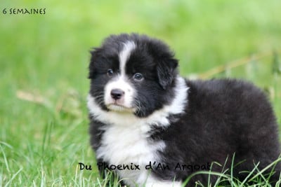 Les chiots de Berger Australien