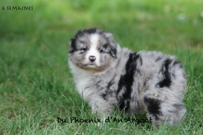 Les chiots de Berger Australien