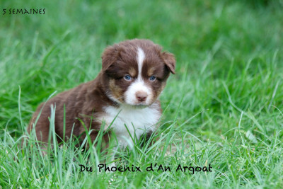 Les chiots de Berger Américain Miniature 