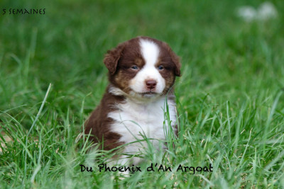 Les chiots de Berger Américain Miniature 