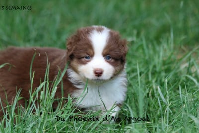 Les chiots de Berger Américain Miniature 