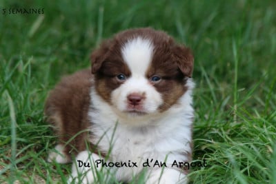 Les chiots de Berger Américain Miniature 