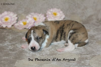 Les chiots de Whippet