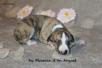 Les chiots de Whippet