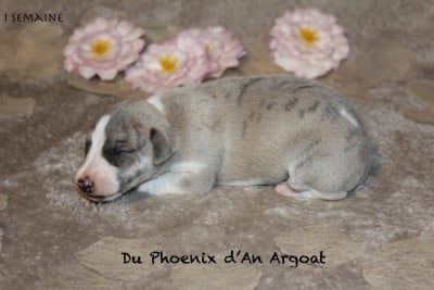 Les chiots de Whippet