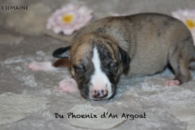 Les chiots de Whippet