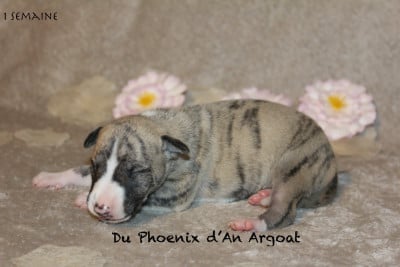Les chiots de Whippet
