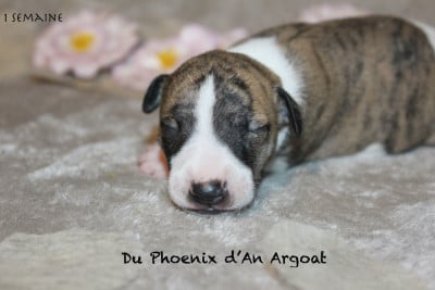 Les chiots de Whippet