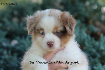 Les chiots de Berger Américain Miniature