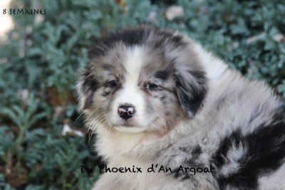 Les chiots de Berger Australien