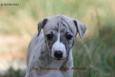 Les chiots de Whippet
