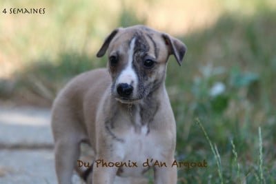 Les chiots de Whippet