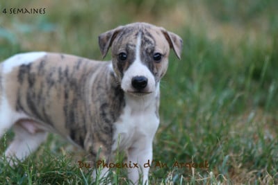 Les chiots de Whippet