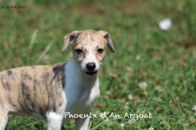 Les chiots de Whippet
