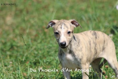 Les chiots de Whippet