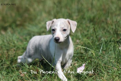 Les chiots de Whippet