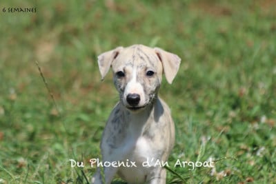 Les chiots de Whippet