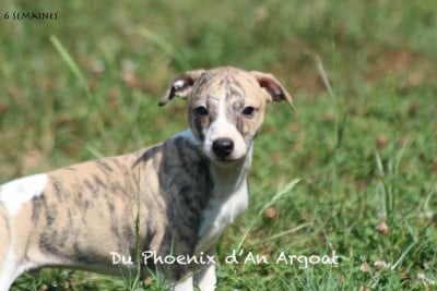 Les chiots de Whippet