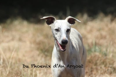 Les chiots de Whippet