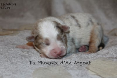 Les chiots de Berger Australien
