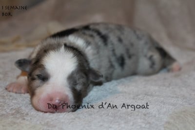 Les chiots de Berger Australien