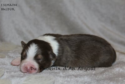 Les chiots de Berger Australien