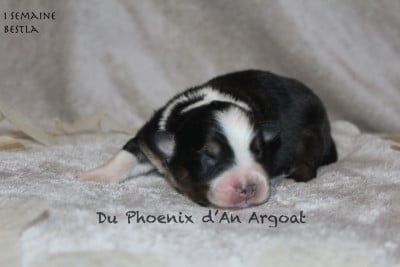 Les chiots de Berger Australien