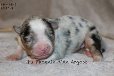Les chiots de Berger Australien