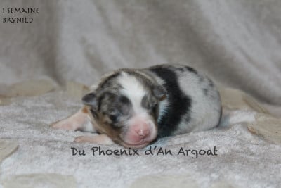 Les chiots de Berger Australien